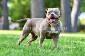 1.200.000 Pesos - American Bully para entrega inmediata by criamas (Recoleta) 5