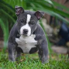 1.200.000 Pesos - American Bully entrega inmediata by Criamas. (Recoleta)
