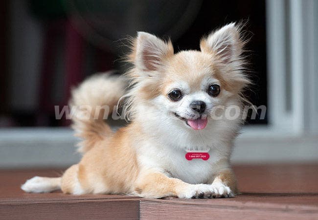 1.400.000 Pesos - Hermosos Chihuahuas entrega inmediata by Masqueen ok (Caba)