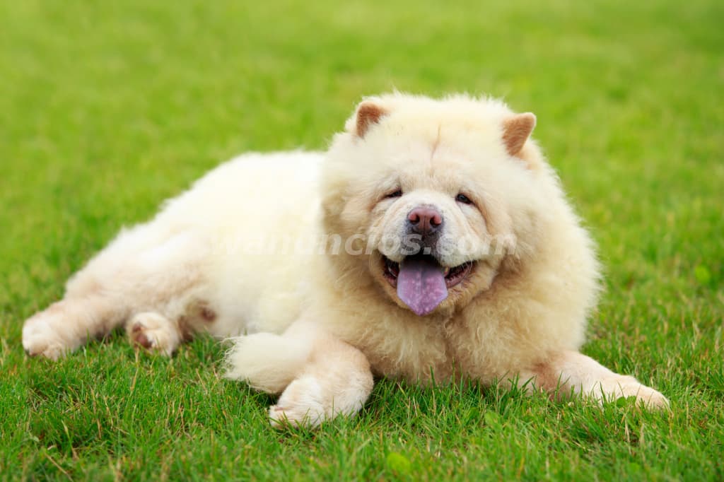 1.500.000 Pesos - Hermosos cachorros Chow Chow by Masqueen Ok. (CABA)