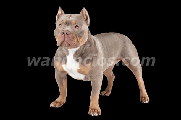 1.200.000 € - American Bully para entrega inmediata by Hermosas Mascotas. (Belgrano)