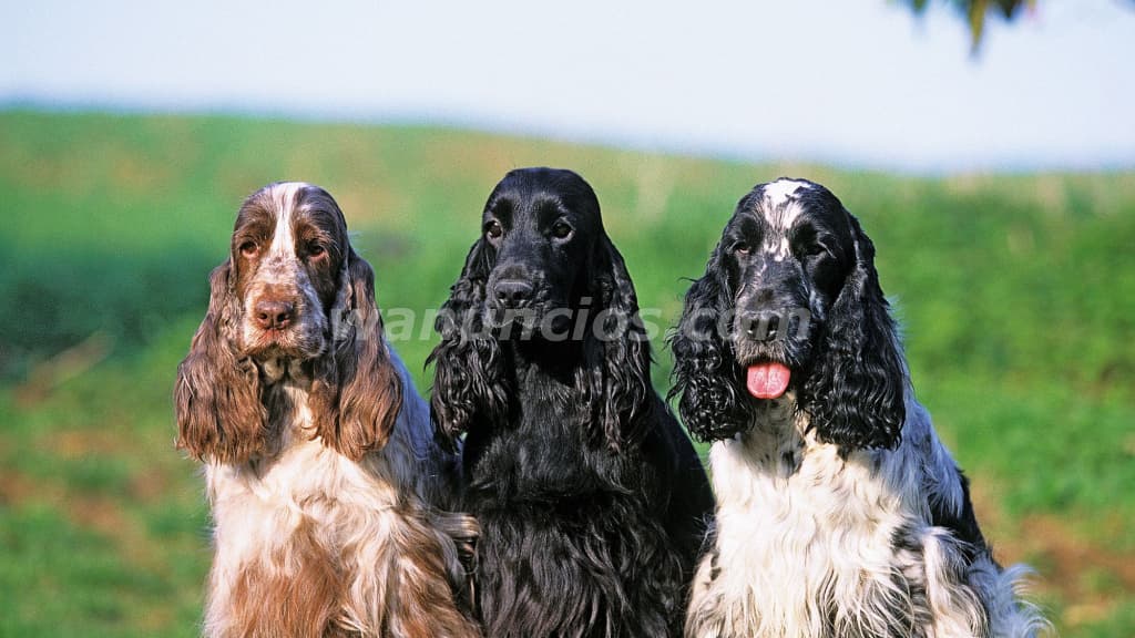 1.800.000 Pesos - Hermosos Cachorros de Cocker by Masqueen ok. (CABA)