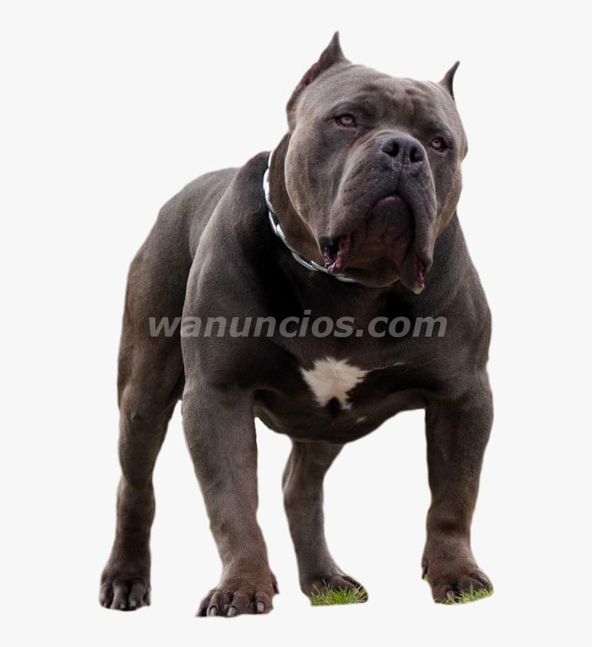 1.200.000 Pesos - American Bully by Masqueen ok hermosos cachorros (AV CORRIENTE)