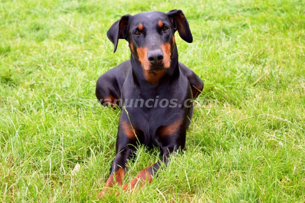1.800.000 Pesos - Hermosos Cachorros Doberman by Masqueen ok. (CABA)