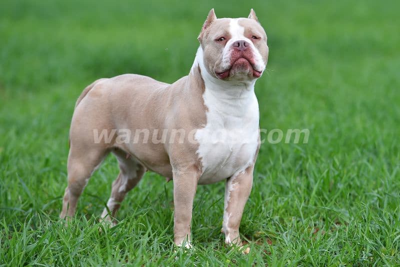 1.200.000 Pesos - American Bully By Masqueen ok. y sus hermosos cachorros (Palermo)