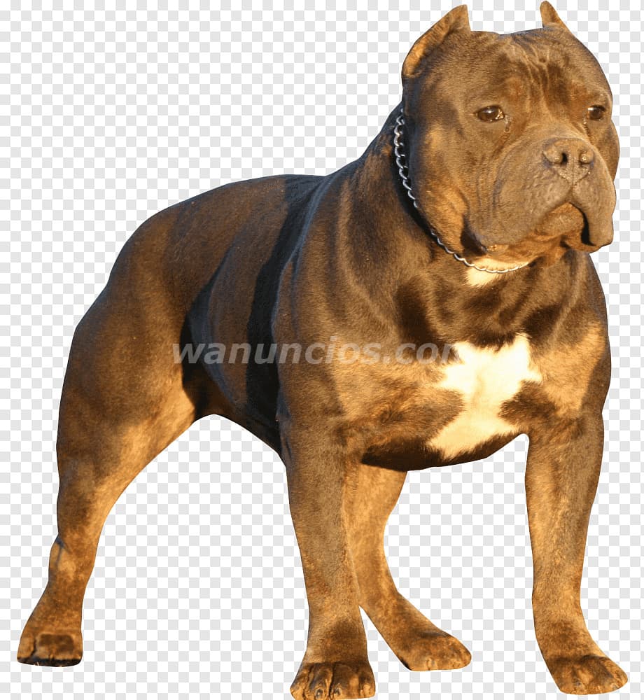 1.200.000 Pesos - American Bully By Criamas y sus hermosas mascotas (RECOLETA)
