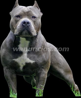 1.200.000 Pesos - Hermosos Cachorros de American Bully en Masqueen (Distrito Federal)