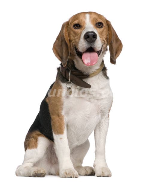 800.000 Pesos - Un amigo incondicional te está esperando Un beagle de Masqueen ok (Palermo)