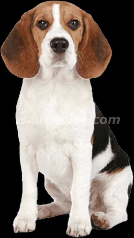 800.000 Pesos - En Hermosas Mascotas tenemos cachorros Beagle (Avenida Corriente)