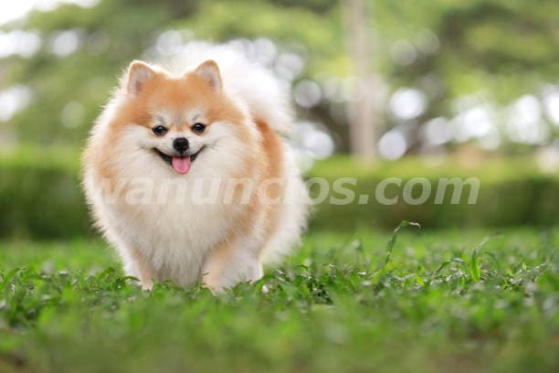 2.600.000 Pesos - Hermosos cachorros Pomeranias by Masqueen ok (CABA)