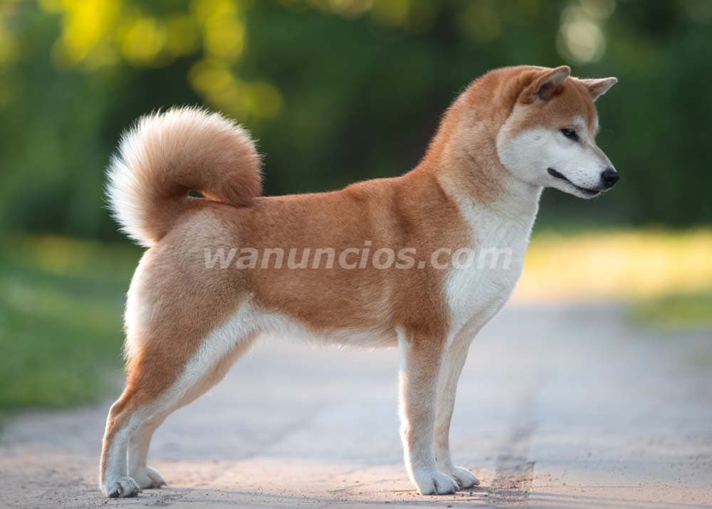 2.000.000 Pesos - Hermosos cachorros Inu Shiba by Masqueen ok. (CABA)