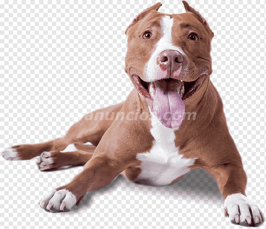 1.200.000 Pesos - American Bully Hermosas Mascotas Macho y Hembras (Recoleta)