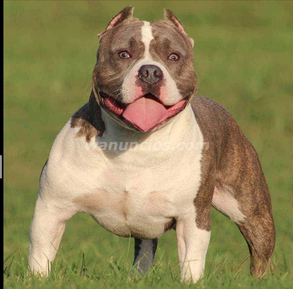 1.200.000 Pesos - en Masqueen ok traemos hermosos American Bully (BELGRANO)