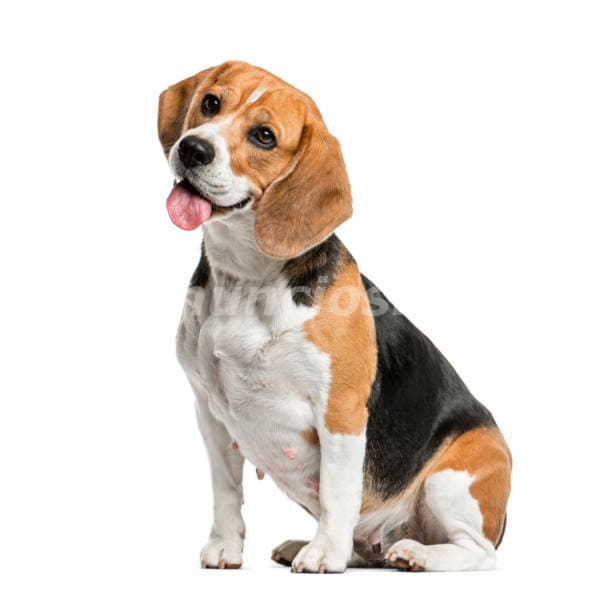800.000 Pesos - En Maqueen ok By Beagle Exclusivos- Calidad (Recoleta)