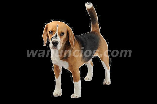 800.000 Pesos - En Criamas tenemos Beagle By Exclusivo - Calidad (Recoleta)