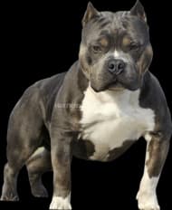 1.200.000 Pesos - Hermosas Mascotas By American Bully de calidad (Palermo)