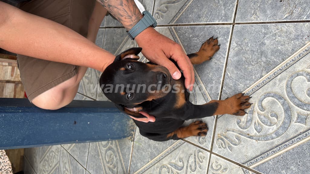 180.000 Colones - Doberman (Hembras) Disponibles, 18 de Abril cumplen 2 meses! (San Vito, Coto Brus) 2