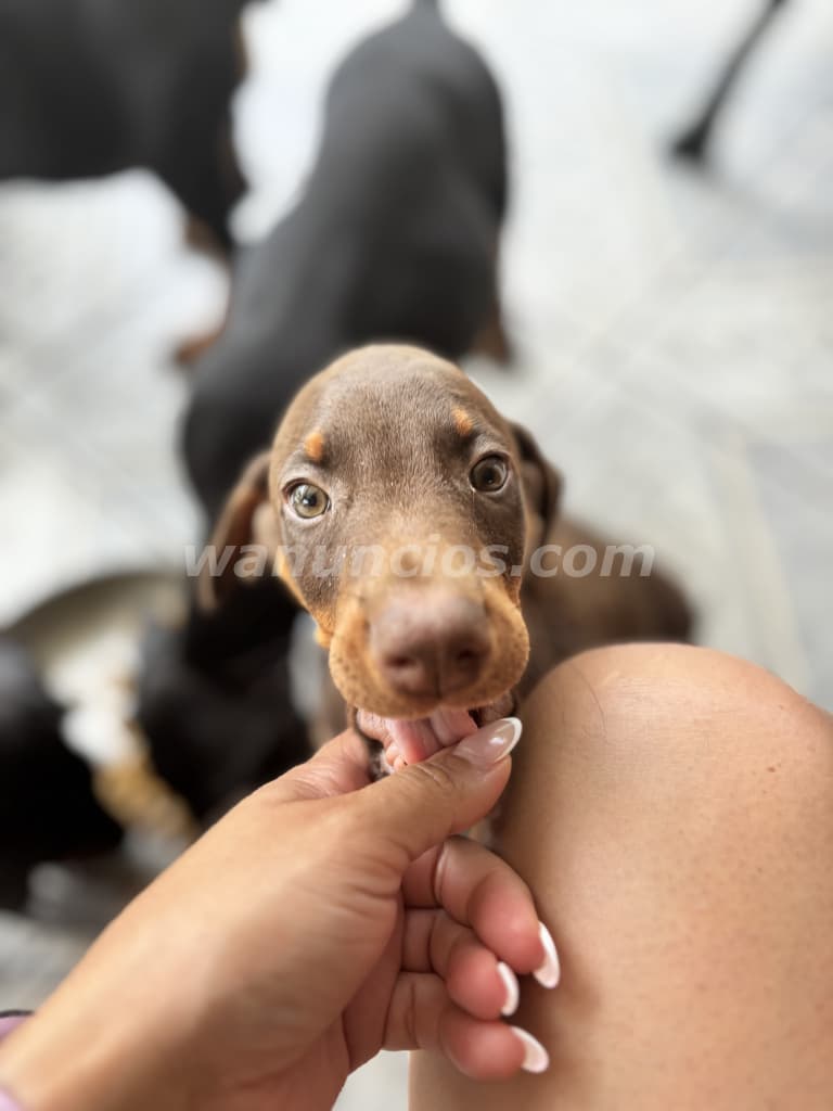 180.000 Colones - Doberman (Hembras) Disponibles, 18 de Abril cumplen 2 meses! (San Vito, Coto Brus) 3