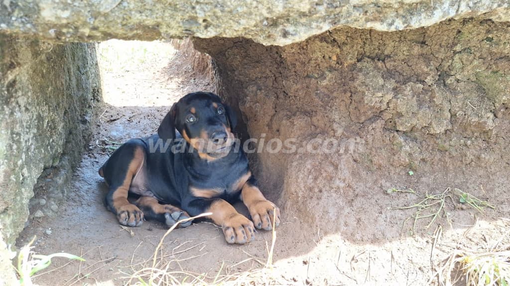 180.000 Colones - Doberman (Hembras) Disponibles, 18 de Abril cumplen 2 meses! (San Vito, Coto Brus) 4
