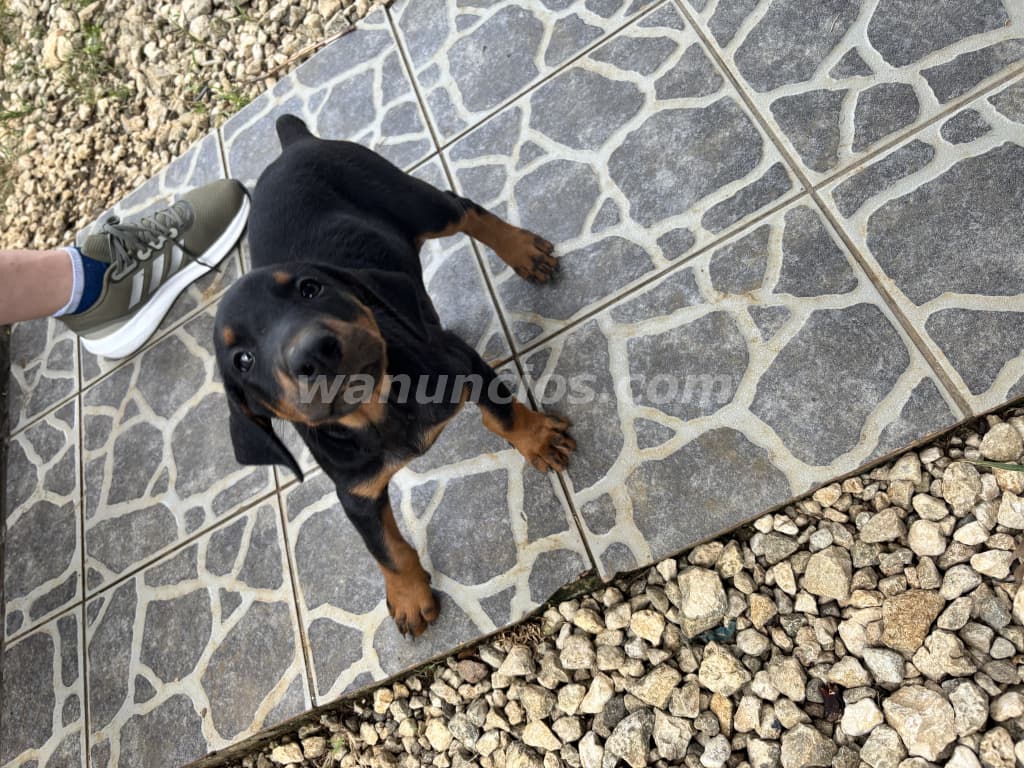 180.000 Colones - Doberman (Hembras) Disponibles, 18 de Abril cumplen 2 meses! (San Vito, Coto Brus) 5