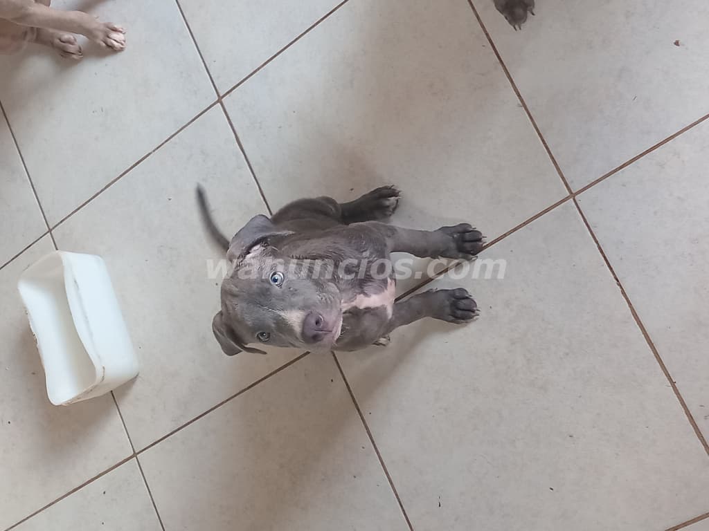 250 € - Se vende cachorra pitbull en la chorrera (La chorrera)