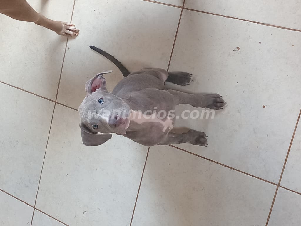250 € - Se vende cachorra pitbull en la chorrera (La chorrera) 2