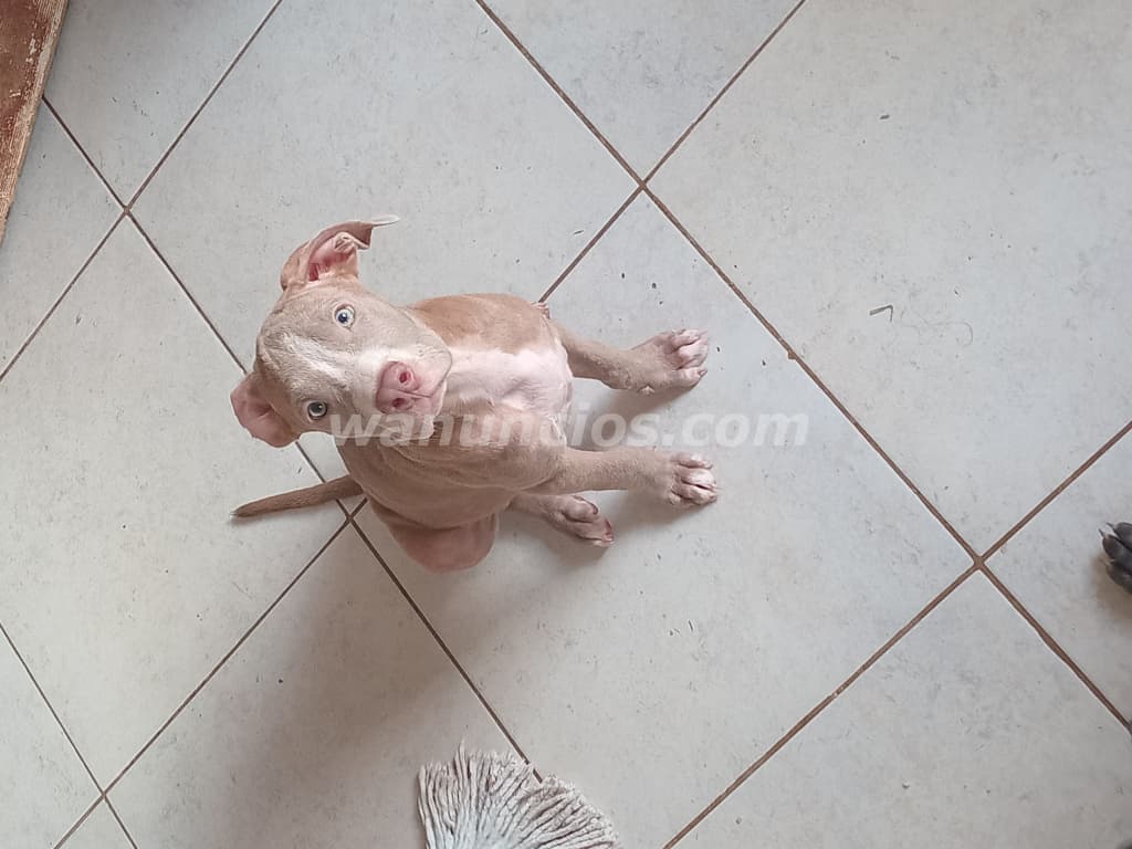250 € - Se vende cachorra pitbull en la chorrera (La chorrera) 3