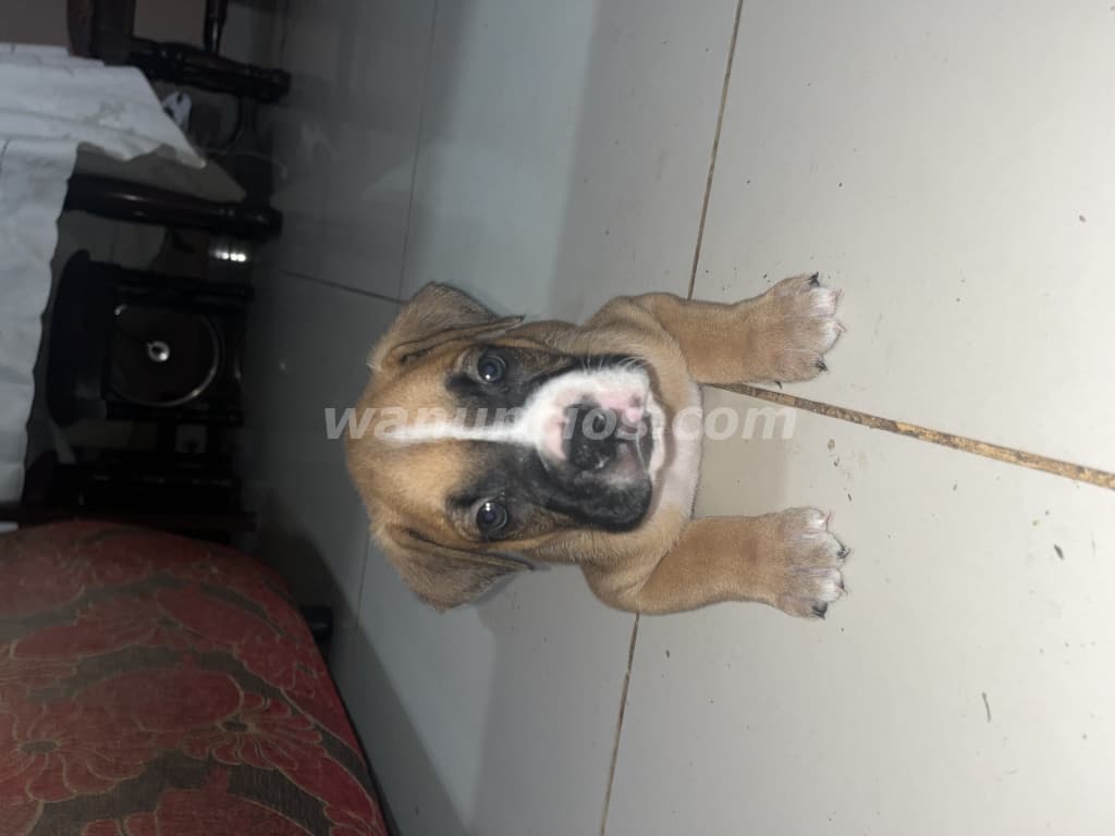 275 US$ - Se venden cachorros boxers macho 100% puros en el área de herrera (.)