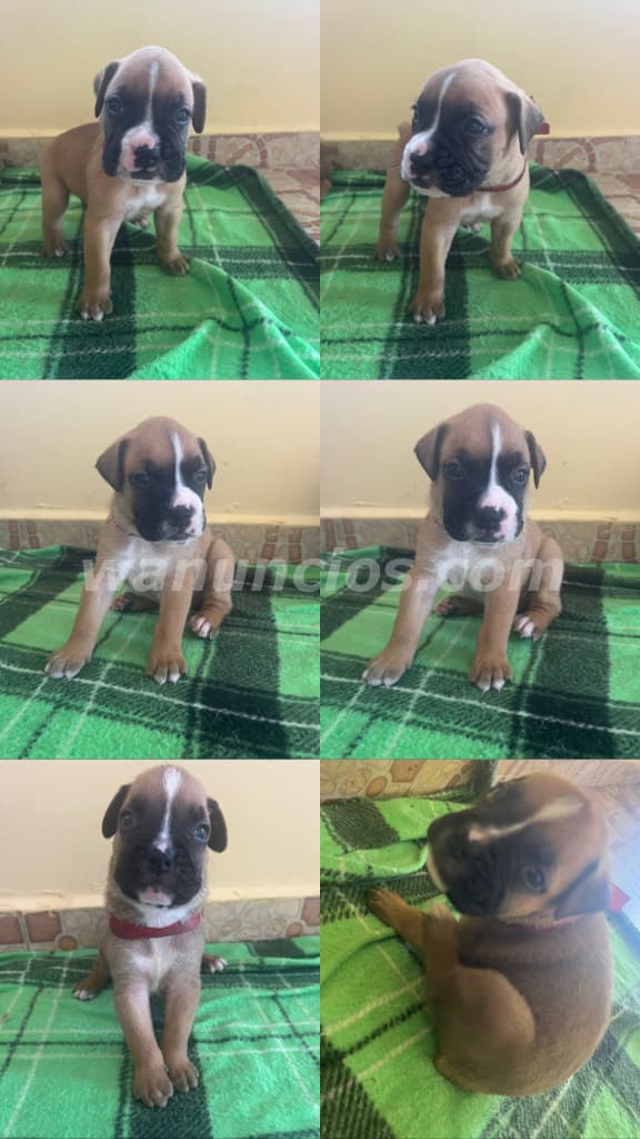275 US$ - Se venden cachorros boxers macho 100% puros en el área de herrera (.) 2