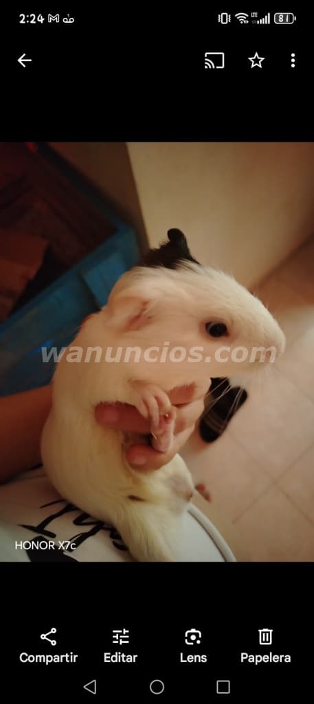 30 US$ - Vendo cobayo 4 meses pelo corto, destetados 30 dolares (Tocumen, mañanita)