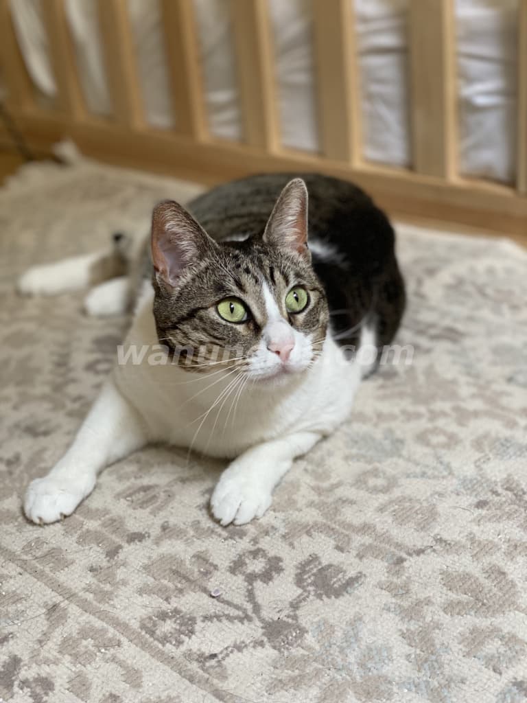 Adopción urgente gata 4 años en Barcelona