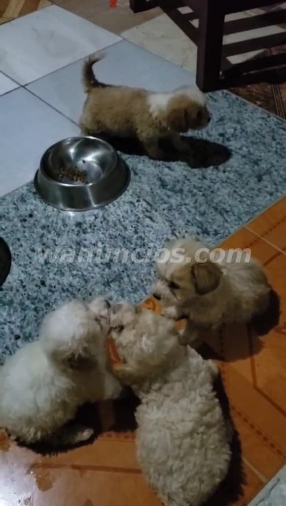 300 Balboas - Cachorros French Poodle raza pura, tienen mes y medio (Santiago)