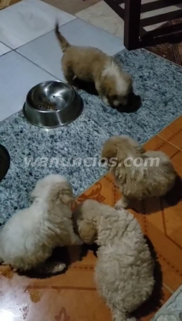 300 Balboas - Cachorros French Poodle raza pura, tienen mes y medio (Santiago) 2