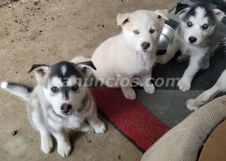 300 Balboas - Venta de husky siberiano, el precio es negociable (Panama oeste)