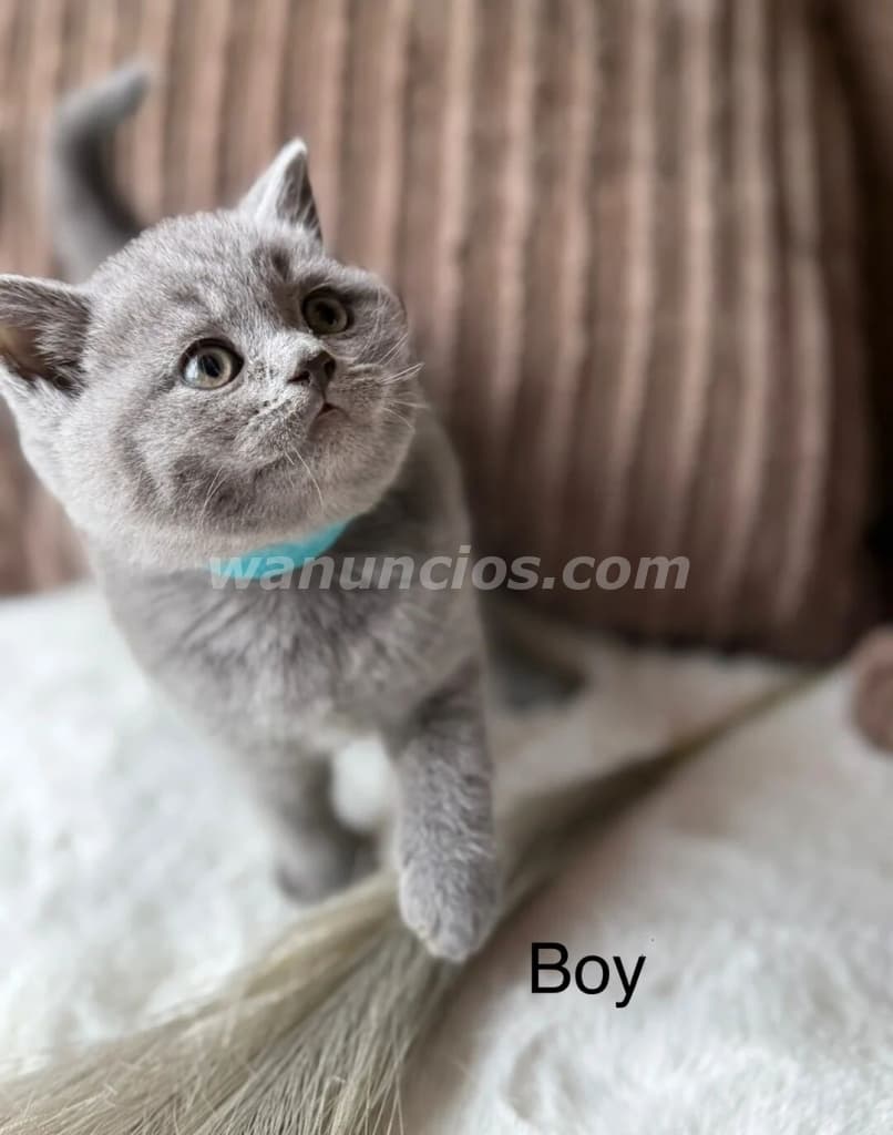 190 € - Gatitos Británicos Cariñosos, muy tranquilos y hermosos