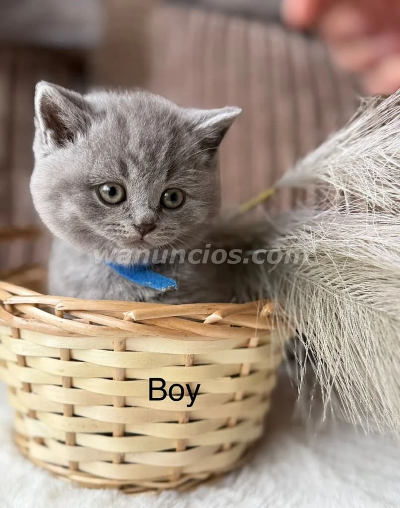 190 € - Gatitos Británicos Cariñosos, muy tranquilos y hermosos 2