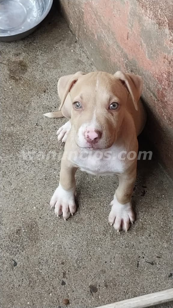 180 US$ - Se vende Cachorra Pitbull de un mes. Precio NEGOCIABLE