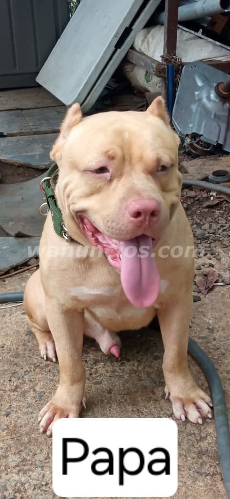 180 US$ - Se vende Cachorra Pitbull de un mes. Precio NEGOCIABLE 2