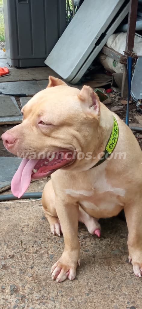 180 US$ - Se vende Cachorra Pitbull de un mes. Precio NEGOCIABLE 3