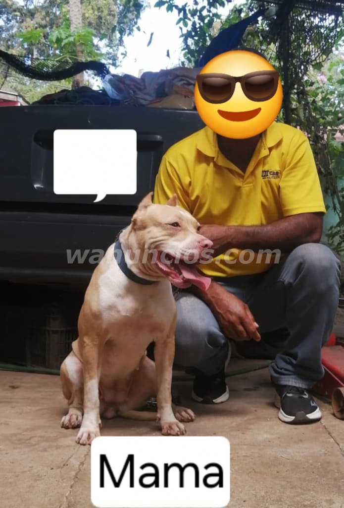 180 US$ - Se vende Cachorra Pitbull de un mes. Precio NEGOCIABLE 4