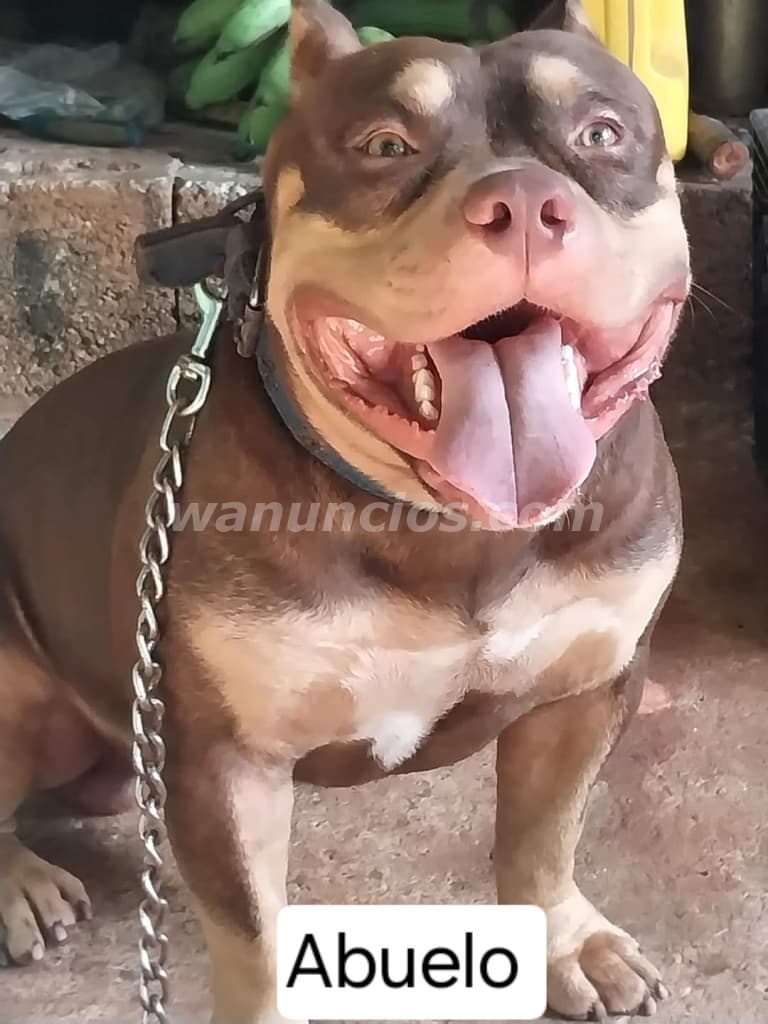 180 US$ - Se vende Cachorra Pitbull de un mes. Precio NEGOCIABLE 5