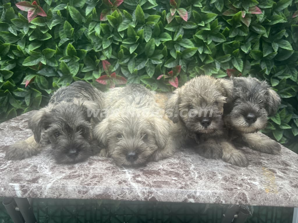 300 Balboas - Tiernos Cachorros Schnauzer Machos Disponibles (Brisas)