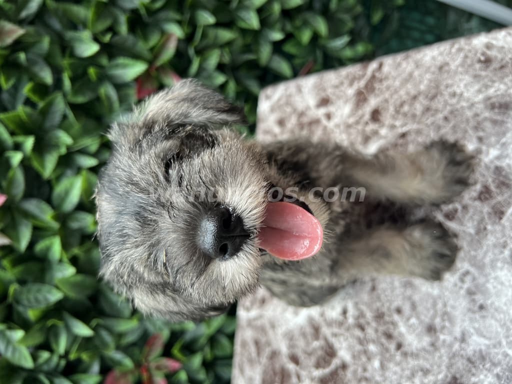 300 Balboas - Tiernos Cachorros Schnauzer Machos Disponibles (Brisas) 2