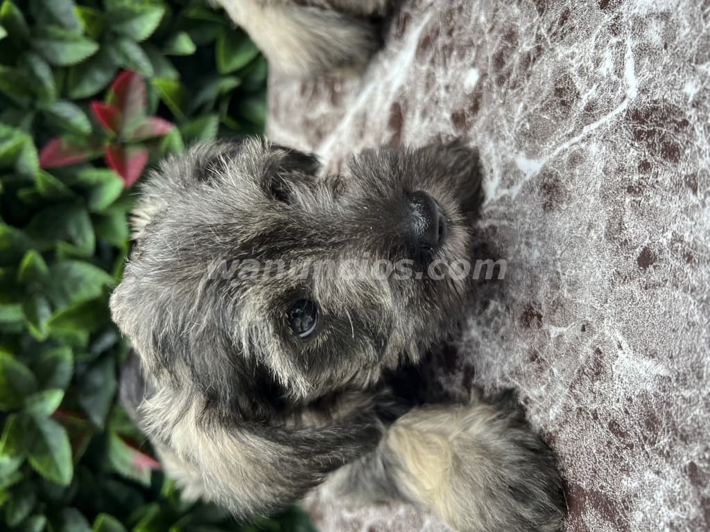 300 Balboas - Tiernos Cachorros Schnauzer Machos Disponibles (Brisas) 3