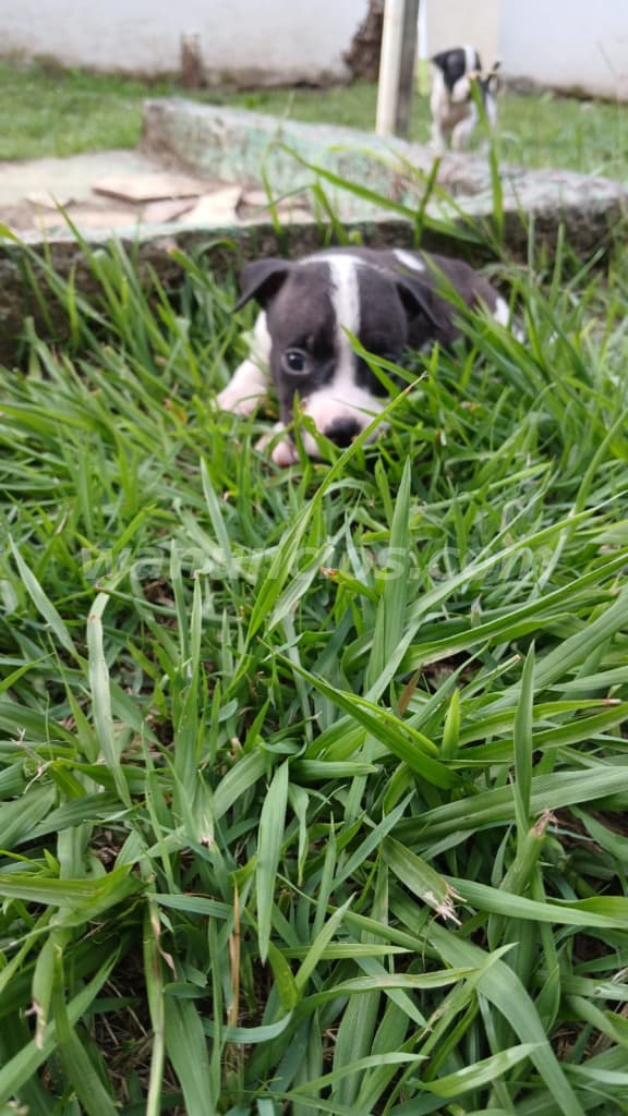 75 € - CACHORROS DE PITBULL RED NUSE BARATOS LISTOS PARA NUEVO HOGAR (David chiriqui)