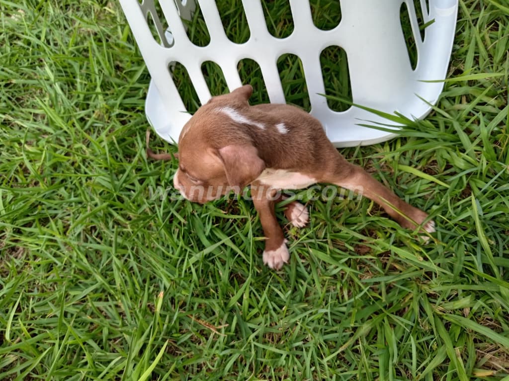 75 € - CACHORROS DE PITBULL RED NUSE BARATOS LISTOS PARA NUEVO HOGAR (David chiriqui) 2