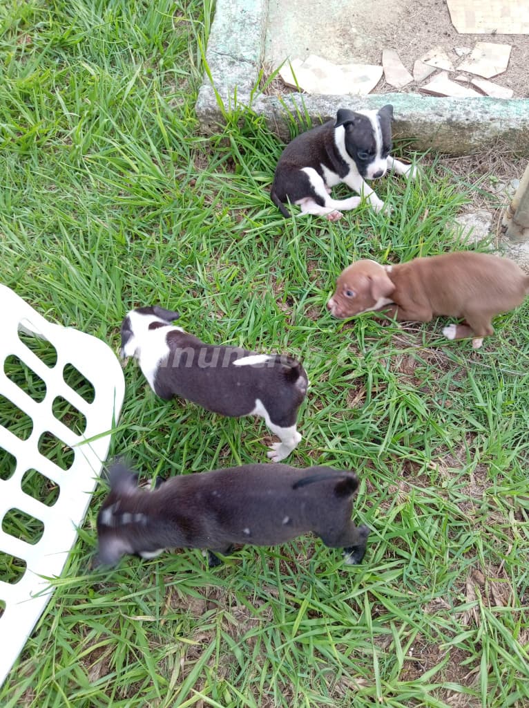 75 € - CACHORROS DE PITBULL RED NUSE BARATOS LISTOS PARA NUEVO HOGAR (David chiriqui) 3