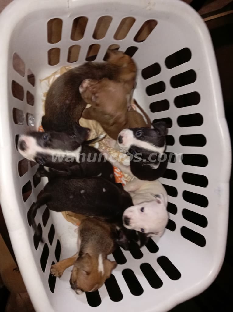 75 € - CACHORROS DE PITBULL RED NUSE BARATOS LISTOS PARA NUEVO HOGAR (David chiriqui) 4