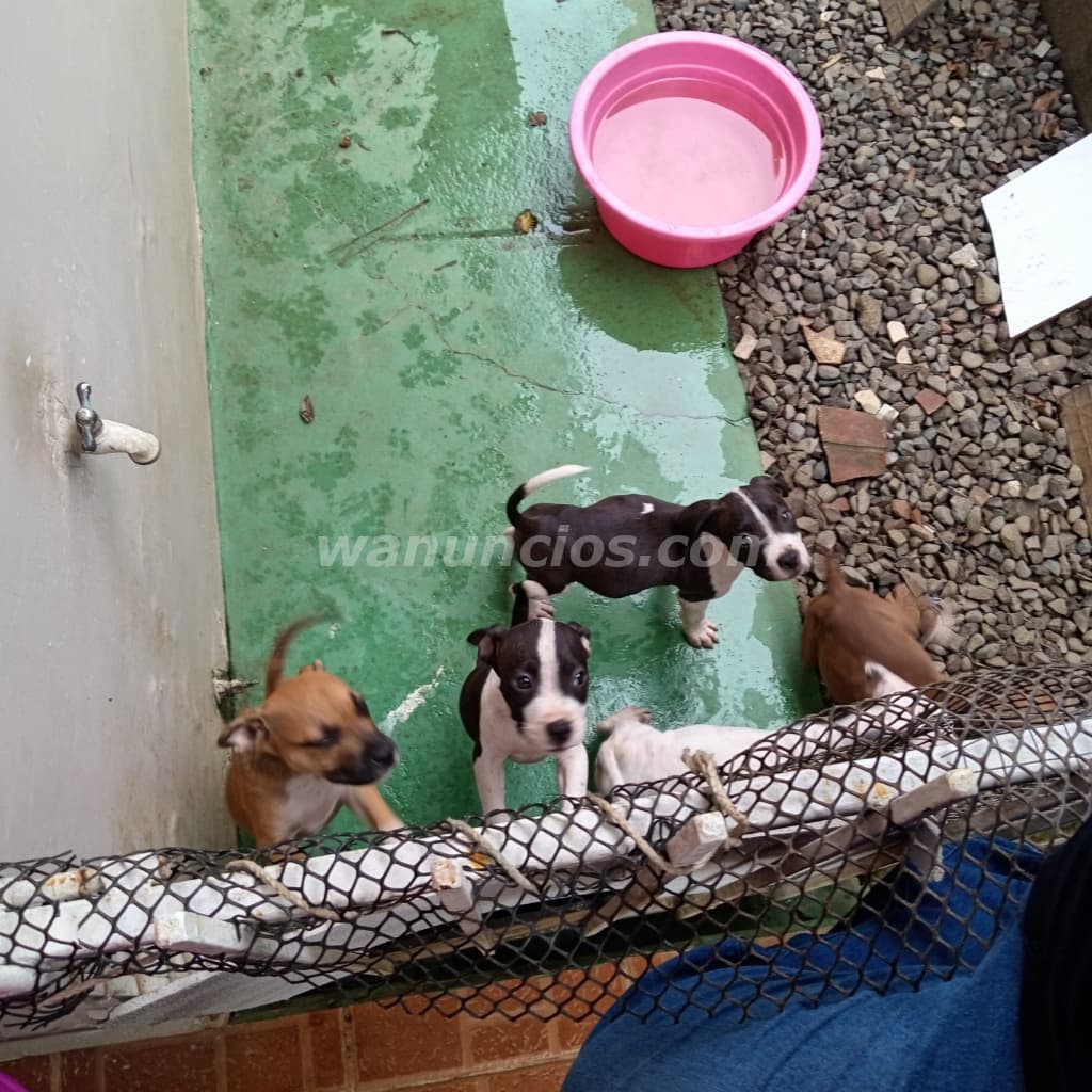 75 € - CACHORROS DE PITBULL RED NUSE BARATOS LISTOS PARA NUEVO HOGAR (David chiriqui) 5