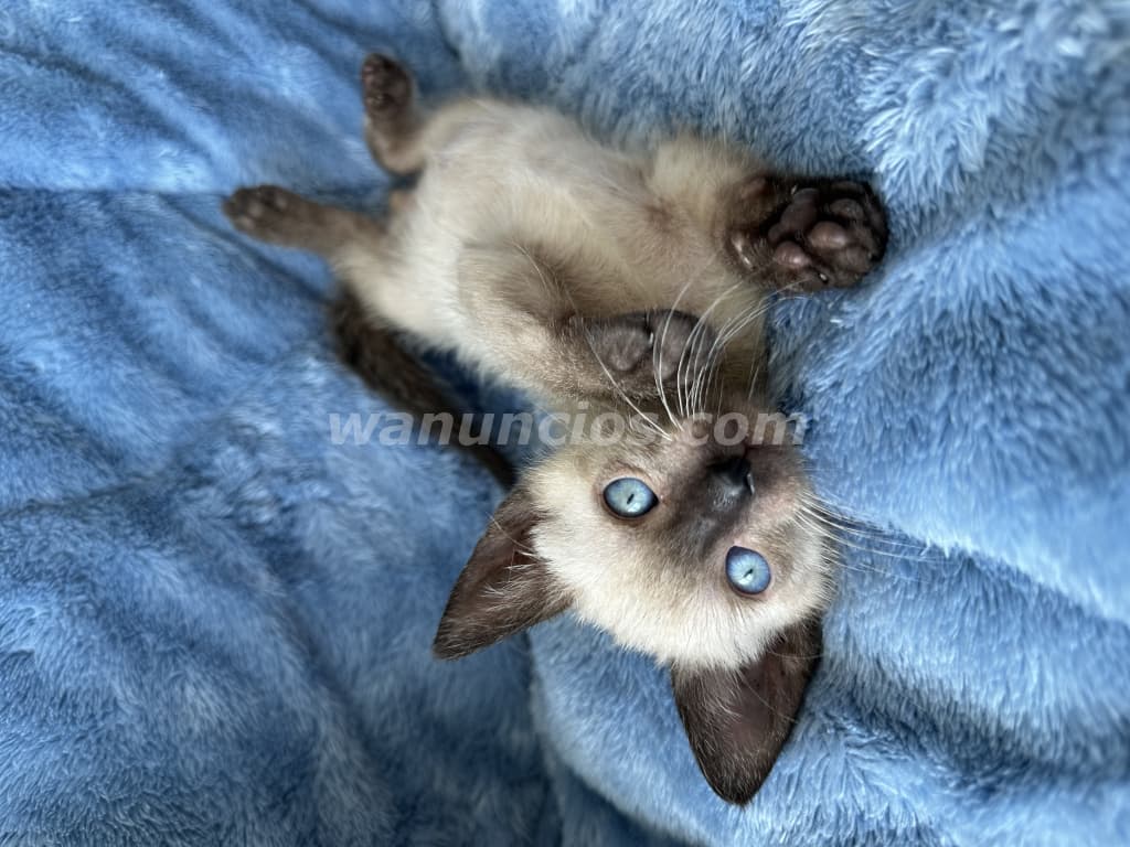 500 US$ - Gatos de raza siameses muy hermosos y cariñosos (El dorado)